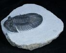 Platyscutellum Trilobite With Axial Spines #2965-1